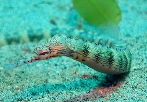 Colorful Pipefish Underwater Wallpaper