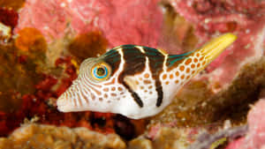 Colorful Pufferfish Coral Reef Wallpaper