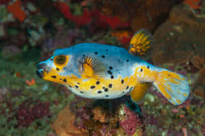 Colorful Pufferfish Swimming Underwater.jpg Wallpaper