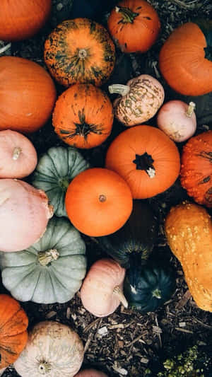 Colorful_ Pumpkin_ Collection_ Autumn Wallpaper