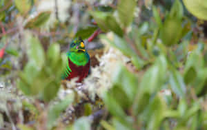 Colorful Quetzalin Green Foliage.jpg Wallpaper