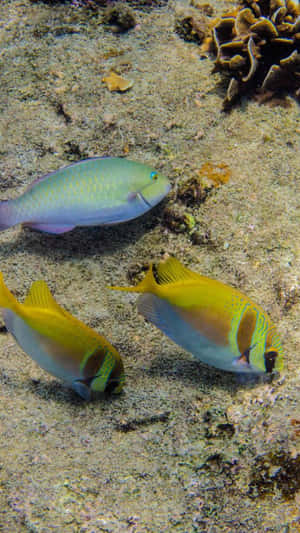 Colorful_ Rabbitfish_ Underwater_ Scene Wallpaper