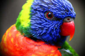 Colorful Rainbow Lorikeet Close Up Wallpaper