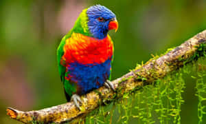 Colorful Rainbow Lorikeeton Branch Wallpaper