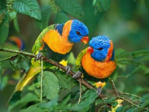 Colorful_ Rainbow_ Lorikeets_ Perched Wallpaper