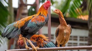 Colorful Roosterand Henon Perch Wallpaper