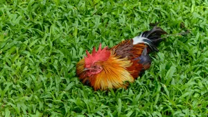Colorful Roosterin Green Grass Wallpaper