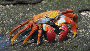 Colorful Sally Lightfoot Crab Wallpaper