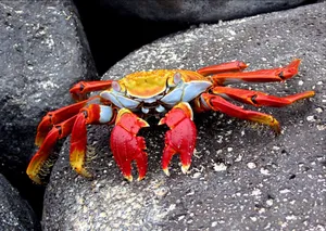 Colorful_ Sally_ Lightfoot_ Crab_on_ Rocks.jpg Wallpaper