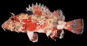 Colorful_ Scorpionfish_in_ Dark_ Waters.jpg Wallpaper