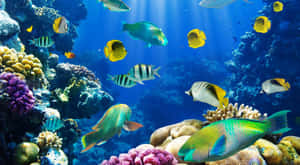 Colorful Sea Creatures Gracing The Ocean Depths Wallpaper