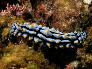 Colorful Sea Slugon Coral Reef Wallpaper