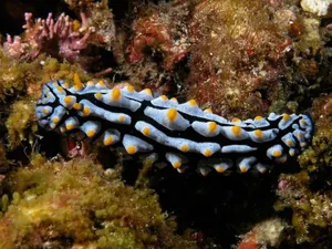 Colorful Sea Slugon Coral Reef Wallpaper