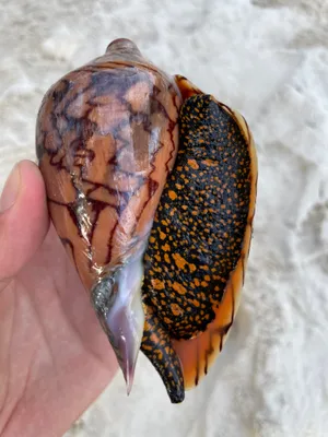 Colorful Sea Snailin Hand Wallpaper