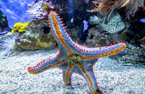 Colorful Sea Star Aquatic Display Wallpaper