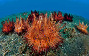 Colorful Sea Urchins Underwater Wallpaper