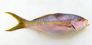 Colorful Snapper Fishon White Background Wallpaper