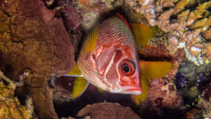 Colorful Squirrelfish Underwater Wallpaper