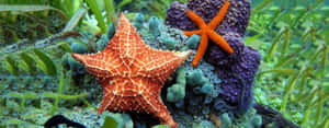 Colorful_ Starfish_ Underwater_ Scene Wallpaper