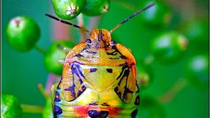 Colorful Stink Bug On Greenery.jpg Wallpaper