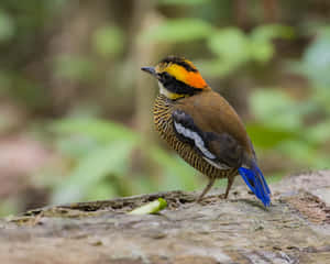 Colorful Thrush Birdin Natural Habitat.jpg Wallpaper