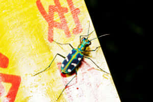 Colorful Tiger Beetleon Yellow Surface Wallpaper