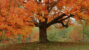 Colorful Trees Landscape Wallpaper