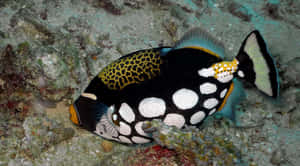 Colorful Triggerfish On Coral Reef Wallpaper