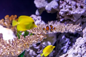 Colorful_ Tropical_ Fish_ Aquarium_ Scene Wallpaper