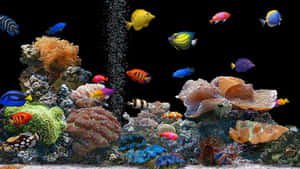 Colorful Tropical Fish Swimming In Crystal Clear Waters Wallpaper