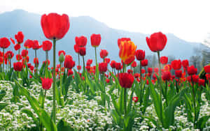 Colorful Tulip Field In Full Bloom Wallpaper