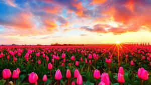 Colorful Tulip Field In Full Bloom Wallpaper