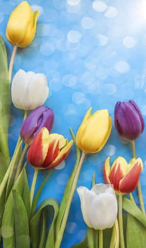 Colorful Tulips Against Blue Background.jpg Wallpaper
