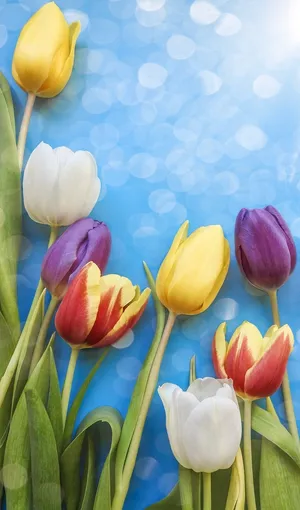 Colorful Tulips Against Blue Background.jpg Wallpaper