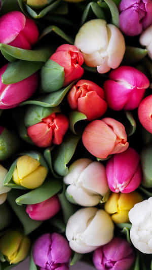 Colorful_ Tulips_ Closeup.jpg Wallpaper