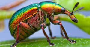 Colorful Weevil Closeup Wallpaper