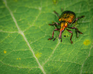 Colorful Weevilon Green Leaf Wallpaper