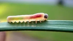 Colorful White Caterpillar Wallpaper