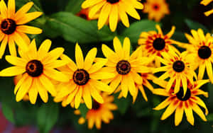 Colorful Wildflowers Of The Black Eyed Susan Plant Wallpaper