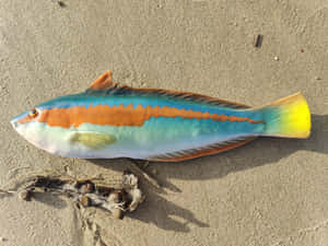 Colorful Wrasseon Sand.jpg Wallpaper