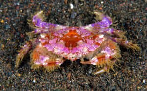 Colorful_ Xanthid_ Crab_ On_ Sandy_ Bottom.jpg Wallpaper