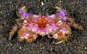 Colorful_ Xanthid_ Crab_ On_ Sandy_ Bottom.jpg Wallpaper