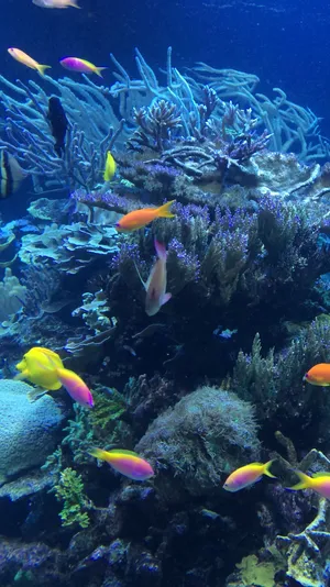 Colorfully Luminous Winter Night Wallpaper