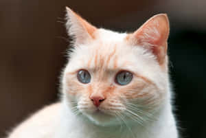 Colorpoint Shorthair Cat Resting On A Couch Wallpaper