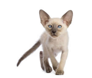 Colorpoint Shorthair Relaxes On A Tree Branch Wallpaper