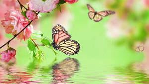 Colourful Butterfly On A Sunny Summer Day Wallpaper