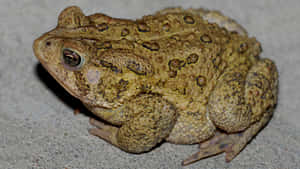 Common American Toadon Ground.jpg Wallpaper