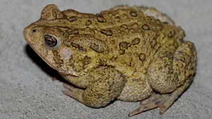 Common American Toadon Ground.jpg Wallpaper