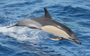 Common Dolphin Leaping Blue Ocean Wallpaper