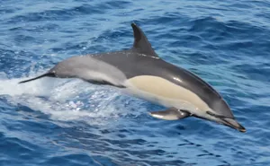 Common Dolphin Leaping Blue Ocean Wallpaper